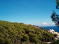 pineta